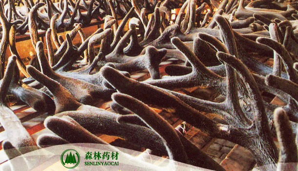 鹿茸